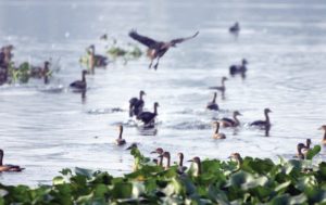 Bird-Counting-in-Hirakud-Aajira-Odisha