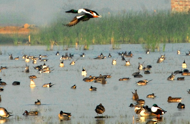 bird-census-aajira-odisha